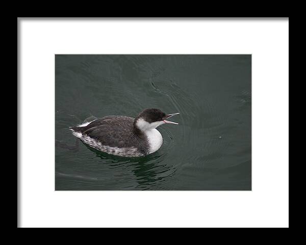 Grebe Framed Print featuring the photograph Talking Grebe by Jerry Cahill
