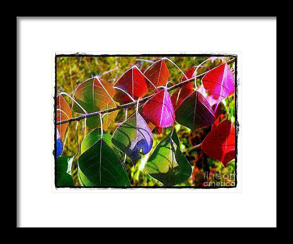 Tallow Framed Print featuring the photograph Tallow Leaves in Color by Judi Bagwell