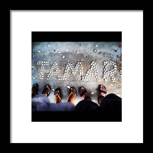 Ipanema Framed Print featuring the photograph #tamar #turtles #turtlesanctuary by Alon Ben Levy