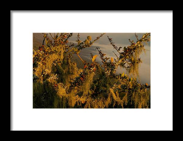 Africa Framed Print featuring the photograph Tangled by Alistair Lyne