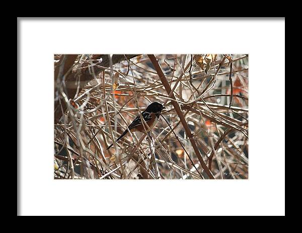  Spotted Towhee Framed Print featuring the photograph Tangled by Amy Gallagher