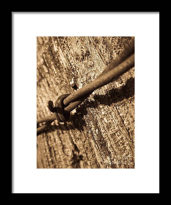 Barb Framed Print featuring the photograph Tangled Texture by Dan Julien