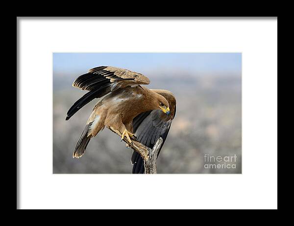 Buffalo Springs Framed Print featuring the photograph Tawny Eagle by Alan Clifford