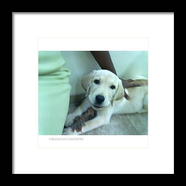 Tbt Framed Print featuring the photograph #tbt 2011: My Baby Boo Leo At The Puppy by Mimi J
