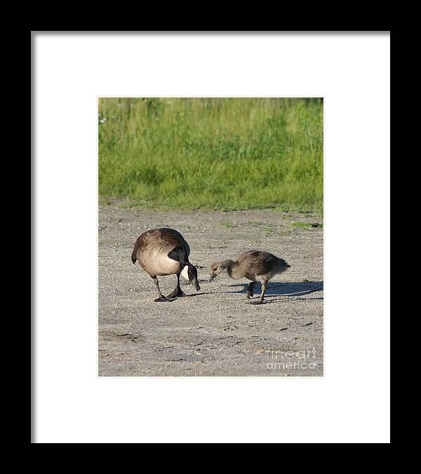 Canada Goose Framed Print featuring the photograph Teaching by Smilin Eyes Treasures