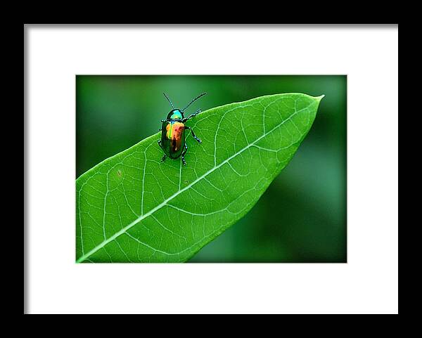 Beetle Framed Print featuring the photograph Technicolor Beetle 1 by Mark Fuller