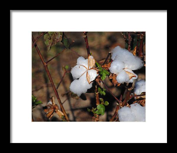 Brown Framed Print featuring the photograph Tennessee Cotton I by Jai Johnson
