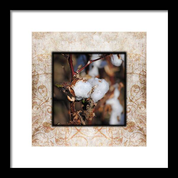 Brown Framed Print featuring the photograph Tennessee Cotton I Photo Square by Jai Johnson