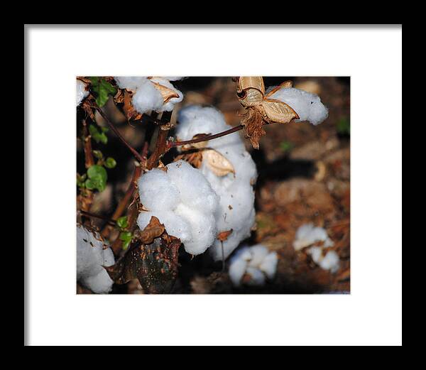 Brown Framed Print featuring the photograph Tennessee Cotton II by Jai Johnson