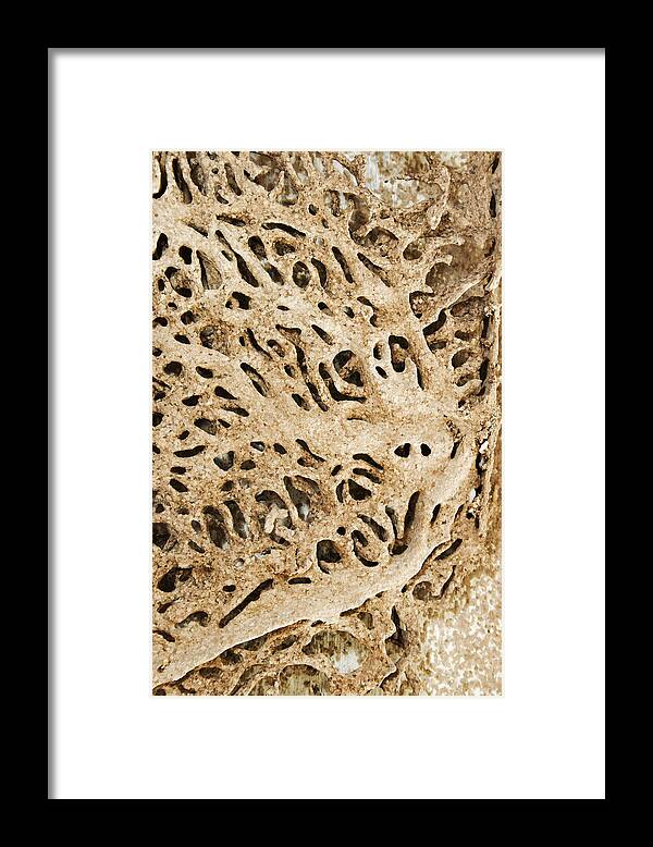 Interesting Framed Print featuring the photograph Termite Raid on Indian Timber by Kantilal Patel