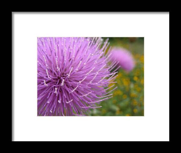 Flower Framed Print featuring the photograph Texas Thistle by Stacy Michelle Smith