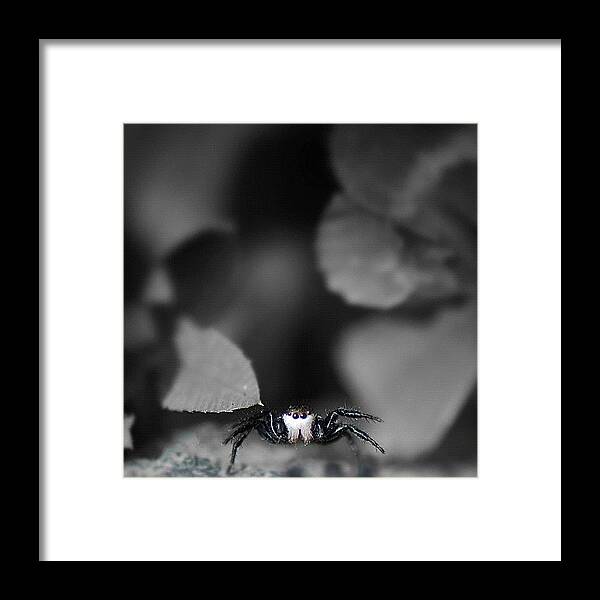 Spider Framed Print featuring the photograph The amazing bearded spider by Manuel M Almeida