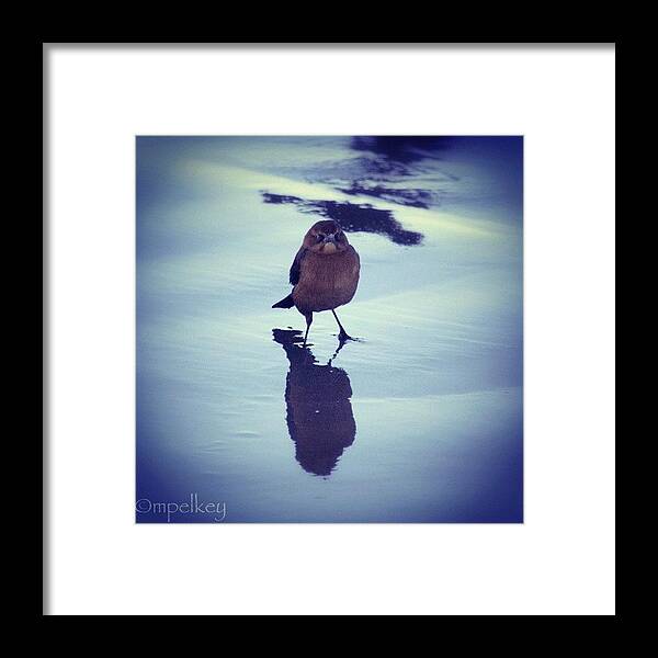 Cute Framed Print featuring the photograph the Angry Bird
ha.. Going Through by Margie P