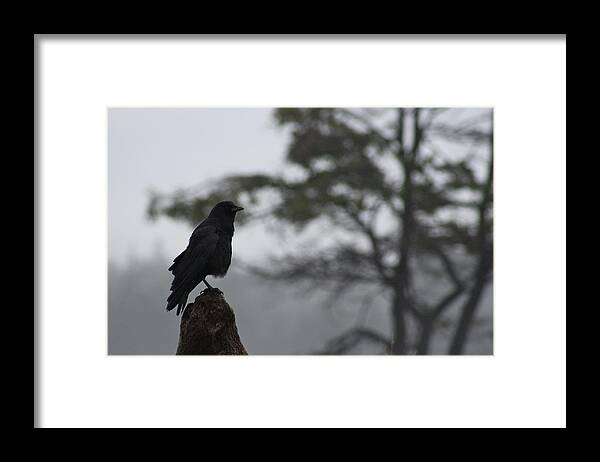 Raven Framed Print featuring the photograph The Bachelor by Cathie Douglas
