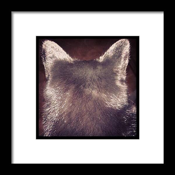 Beautiful Framed Print featuring the photograph The Batman! by Jinxi The House Cat