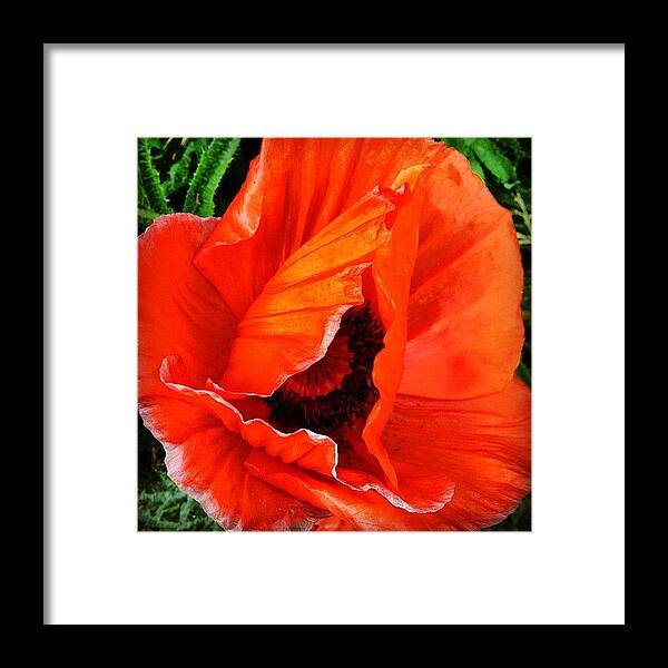 Toronto Framed Print featuring the photograph The Beautiful Icelandic Poppy by Christopher Campbell