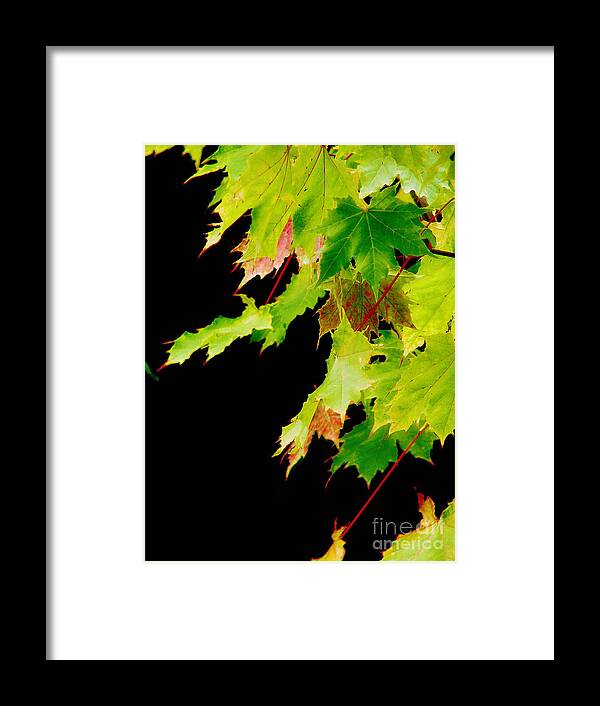Maple Framed Print featuring the photograph The Beginning Of Change by Rory Siegel
