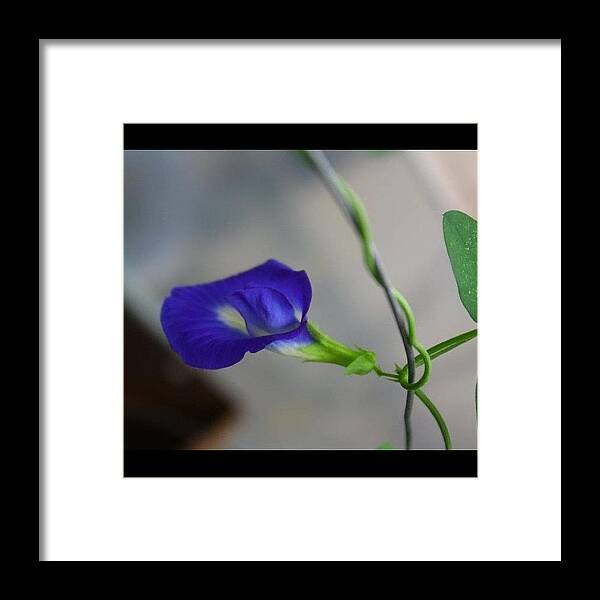 Blue Framed Print featuring the photograph The Blue Clit-oria #flowers #flower by The Art.box