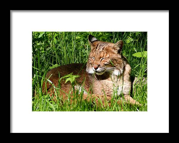Lynx Rufus Framed Print featuring the photograph The Bobcat's Afternoon Nap by Laurel Talabere
