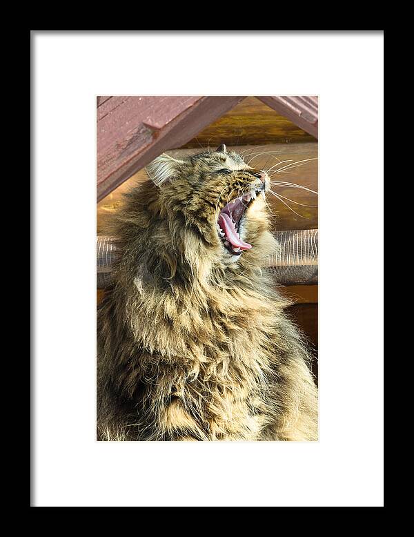 Bay Framed Print featuring the photograph The cat who loves to sing by Michael Goyberg
