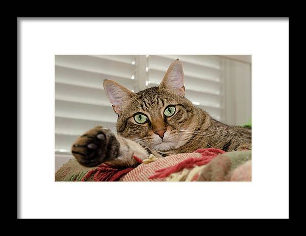 Cat Framed Print featuring the photograph The cat with green eyes by Michael Goyberg