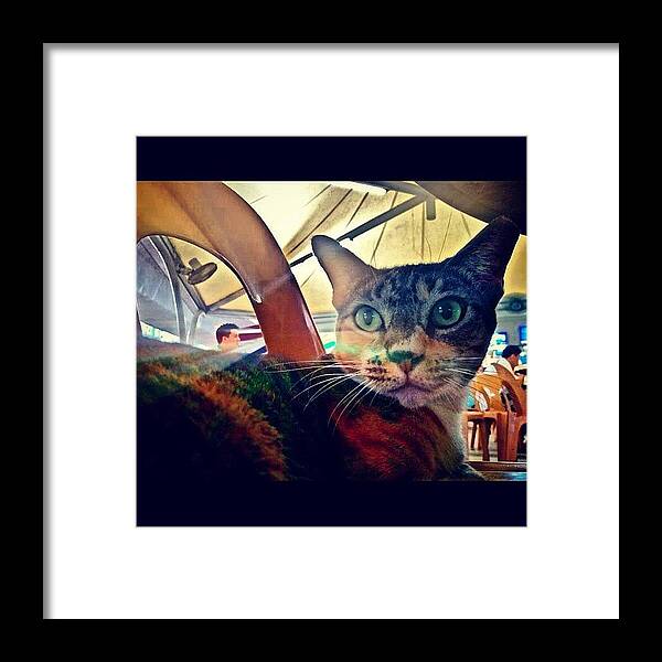 Random Framed Print featuring the photograph The Coffee Shop Cat by Szu Kiong Ting