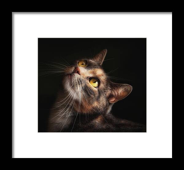 Cats Framed Print featuring the photograph The Contessa by Pat Abbott