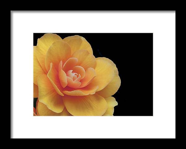 Dahlia Framed Print featuring the photograph The Dahlia by Mary Jane Armstrong