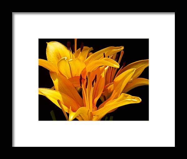 Floral Framed Print featuring the photograph The Dance by John and Julie Black
