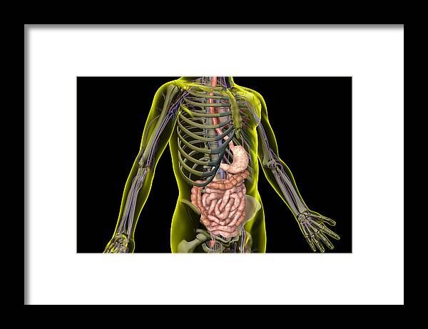 Horizontal Framed Print featuring the photograph The Digestive System by MedicalRF.com
