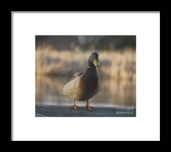 Duck Framed Print featuring the painting The Duck by Heather Hennick