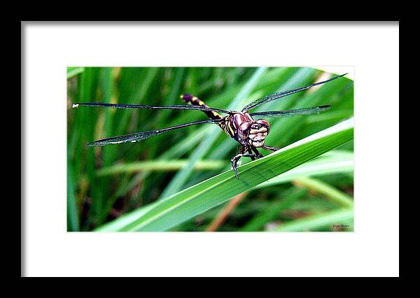 Dragonfly Framed Print featuring the photograph The face of a Dragonfly 02 by George Bostian