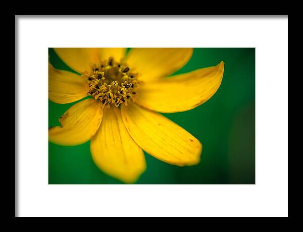 Flora Framed Print featuring the photograph The Fair One VII by Gene Hilton