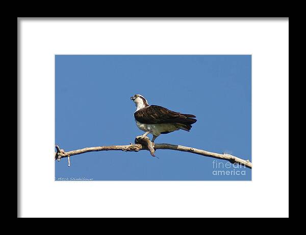 Osprey Framed Print featuring the photograph The Fisherman by Mitch Shindelbower