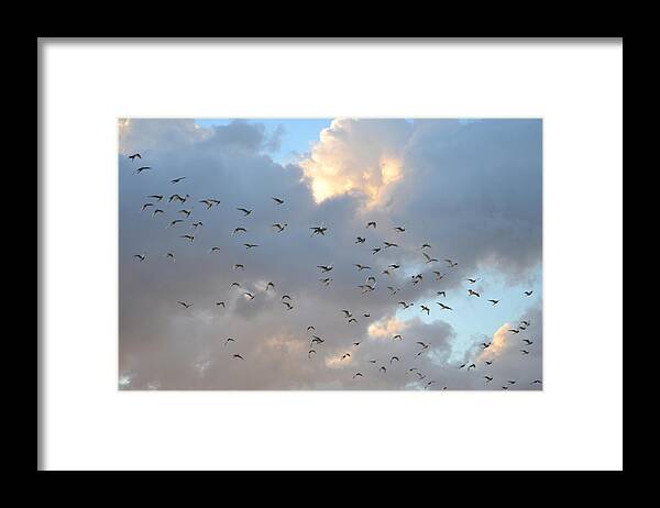  Framed Print featuring the photograph The Flight At Sunset by Katrina Johns