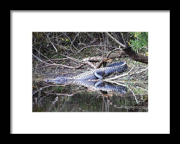 Gator Framed Print featuring the photograph The Gator that Lives under the Bridge by Carol Groenen