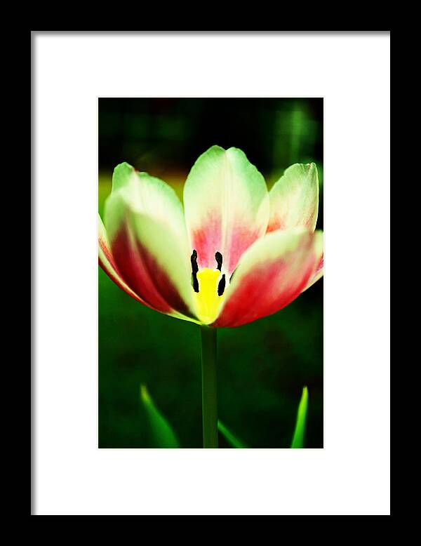 Tulip Framed Print featuring the photograph The Gift by Melanie Moraga