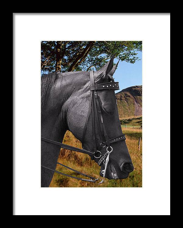 Horses Framed Print featuring the photograph The horse - God's gift to man by Alexandra Till