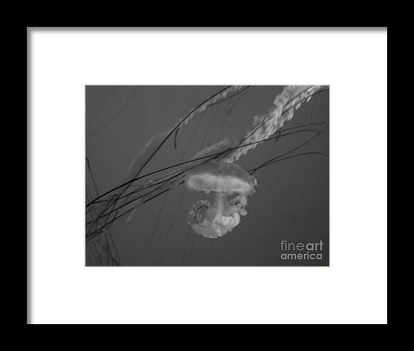 Jellyfish Framed Print featuring the photograph The Jellyfish In Black and White by Chad and Stacey Hall