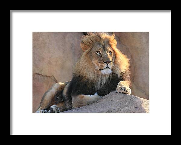 Lion Framed Print featuring the photograph The King in Repose by Coby Cooper