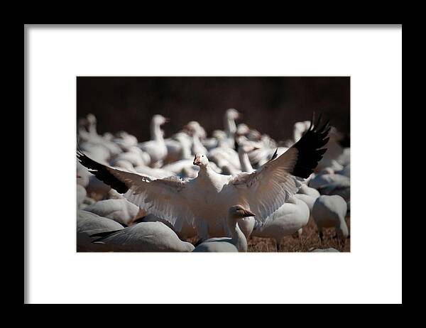 Bird Framed Print featuring the photograph The Landing by Craig Leaper