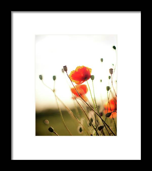 Poppies Framed Print featuring the photograph The Last Poppies of Summer 1 by Max Blinkhorn