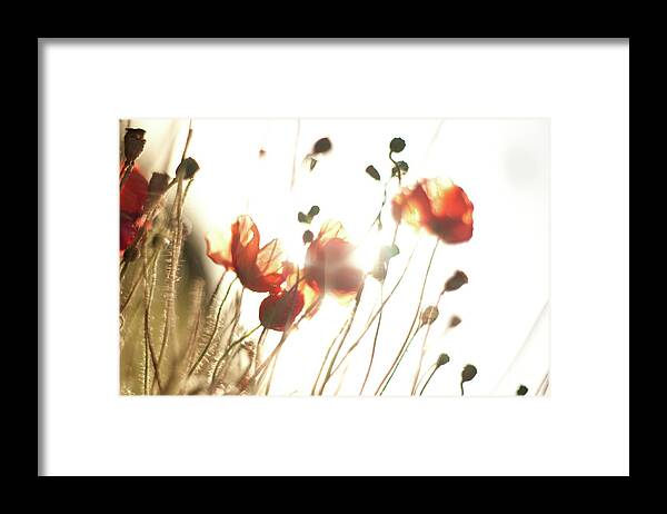 Poppies Framed Print featuring the photograph The Last Poppies of Summer 2 by Max Blinkhorn