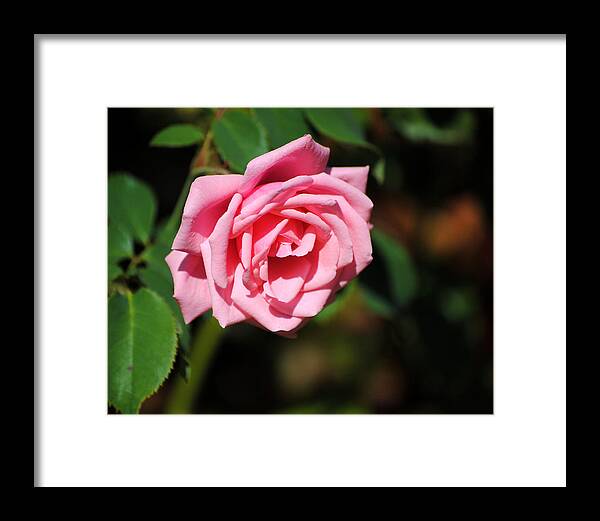 Autumn Framed Print featuring the photograph The Last Rose by Jai Johnson