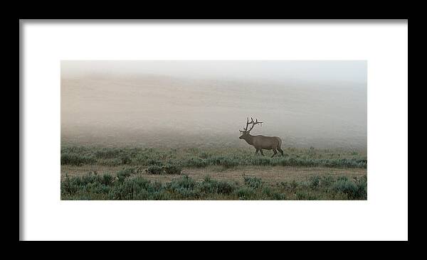 Elk Framed Print featuring the photograph The Long Walk by Sandy Sisti