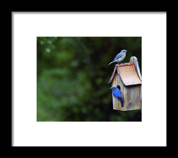 Blue Birds Framed Print featuring the photograph The Love of his Life by Wanda Brandon