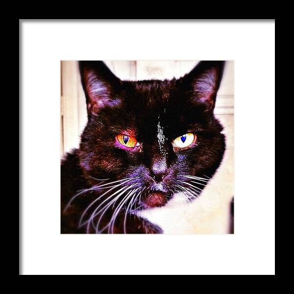 Eyes Framed Print featuring the photograph The Lovely Jerry #jerry #jerrycat by Mark Thornton