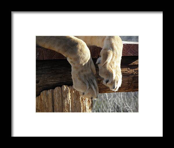 Lion Framed Print featuring the photograph The power behind a Lioness by Kim Galluzzo