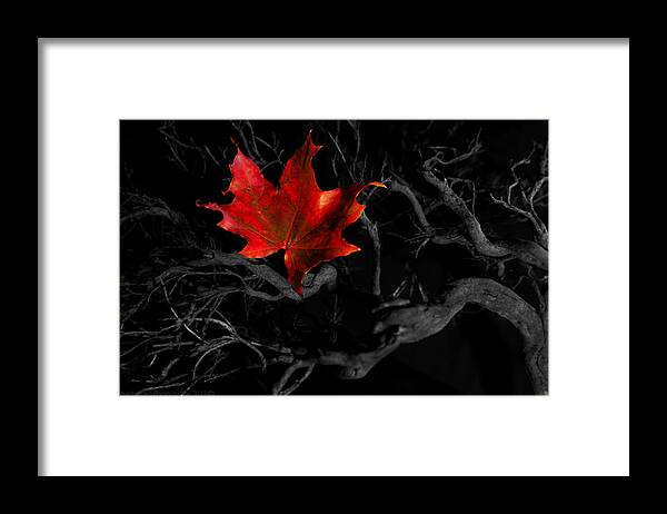 Autumn Framed Print featuring the photograph The Red Leaf by B Cash