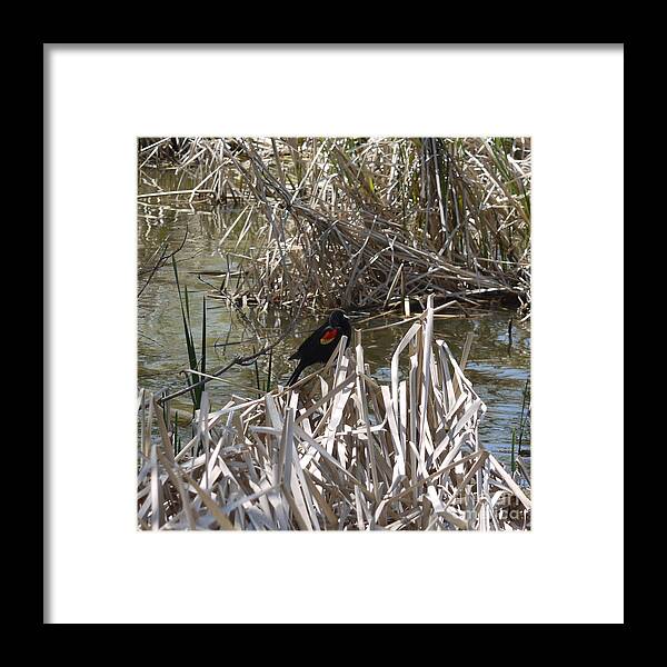 Red Wing Framed Print featuring the photograph The Red Wing in the Reeds by Heather Hennick